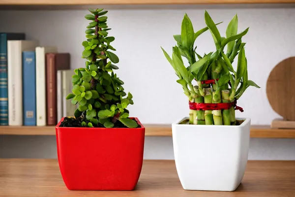 Red_&_White_Two_Layer_Lucky_Bamboo,_Jade_Plant_Combo