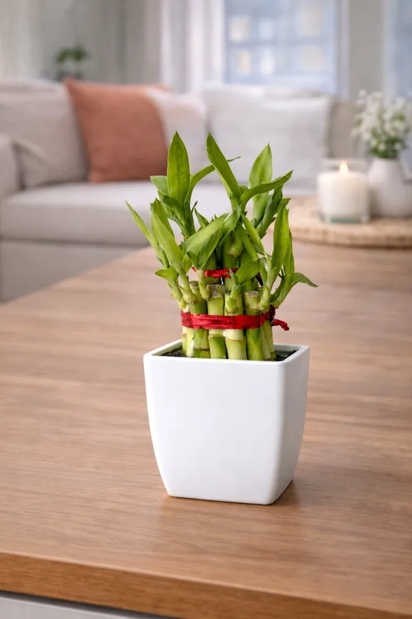 Money_Plant_With_Two_Layer_Lucky_Bamboo_With_Plastic_Pot