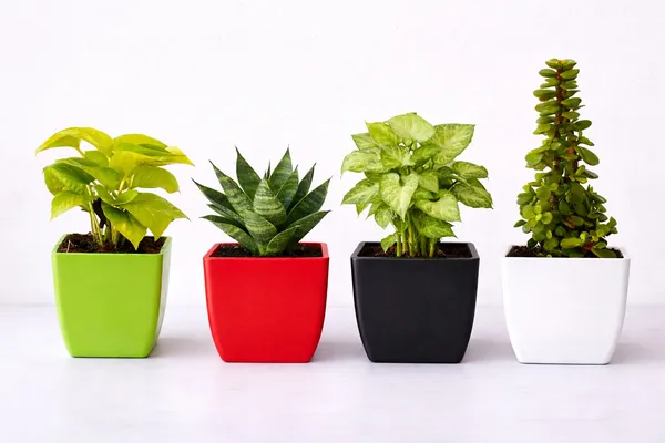Pack_of_4_Bamboo,_Syngonium,_Sensveria,_Money_Plant_Combo_Set
