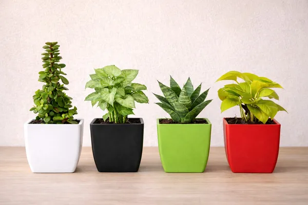 Pack_of_4_Bamboo,_Syngonium,_Sensveria,_Money_Plant_Combo_Set