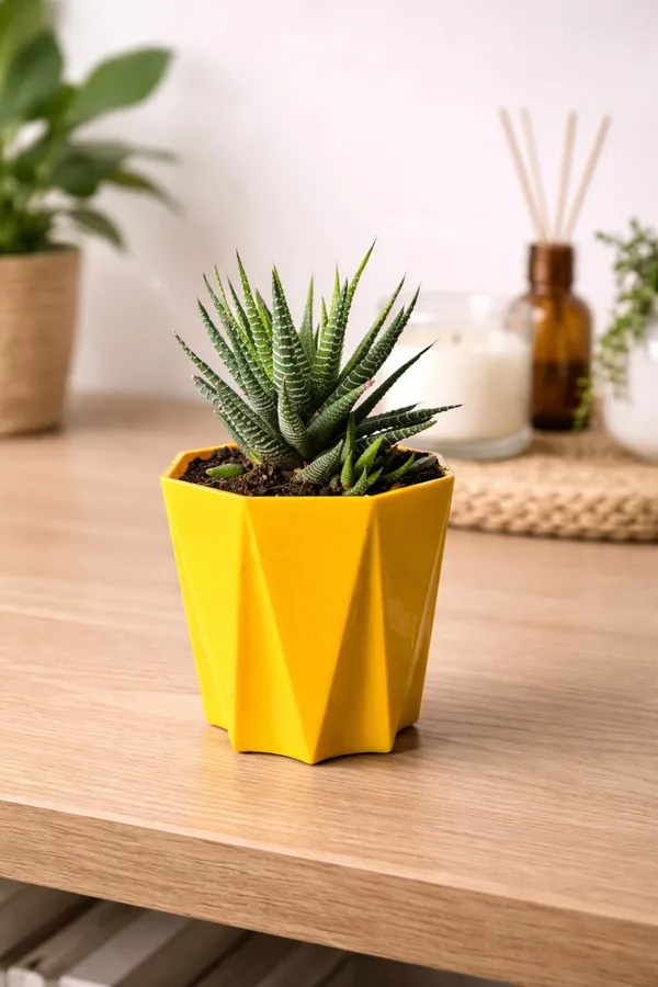 Yellow_&_Green_Beautiful_Howarthia_Plant_For_Gardening