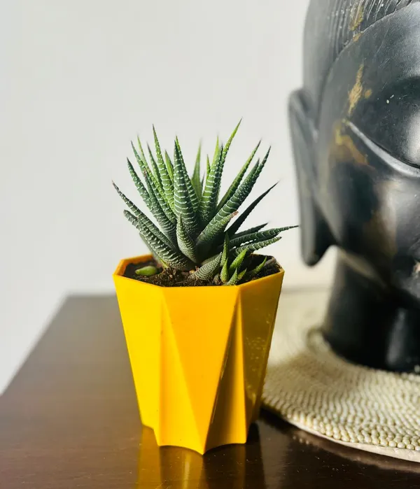 Yellow_&_Green_Beautiful_Howarthia_Plant_For_Gardening
