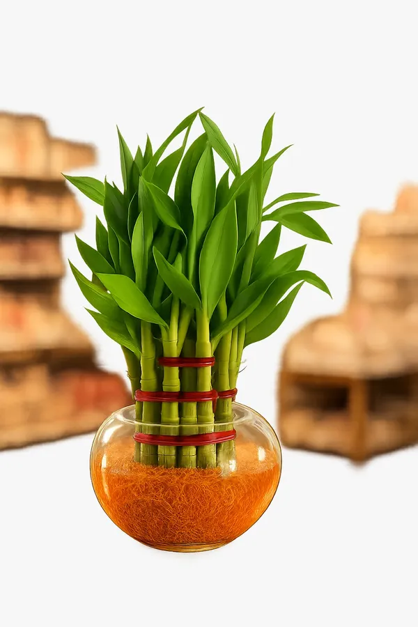 Green_Lucky_Bamboo_Plant