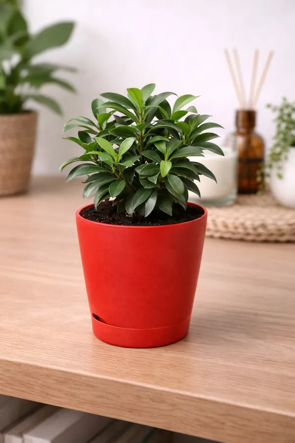Red_&_Green_Roseate_Ficus_Compecta_Plant_With_Red_Self-Watering_Pot_Indoor_Plants