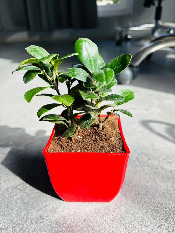 Red_&_Green_Roseate_Ficus_Compecta_Plant_With_Red_Self-Watering_Pot_Indoor_Plants
