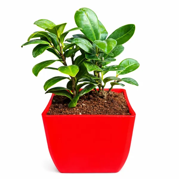 Red_&_Green_Roseate_Ficus_Compecta_Plant_With_Red_Self-Watering_Pot_Indoor_Plants