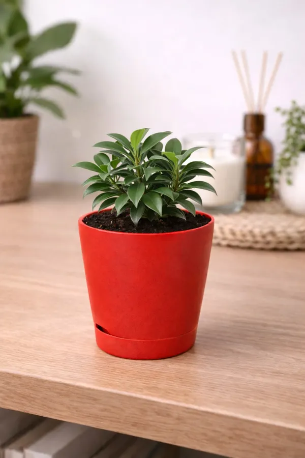 Red_&_Green_Roseate_Ficus_Compecta_Plant_With_Red_Self-Watering_Pot_Indoor_Plants