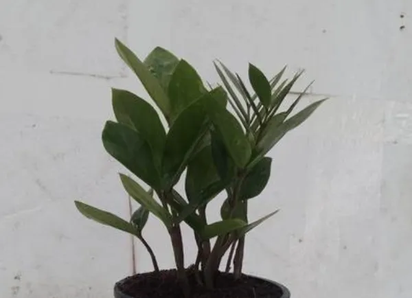 Zamiaculcas_Green_(Zz_Plant)_|_Best_Gift_For_Any_Occasion