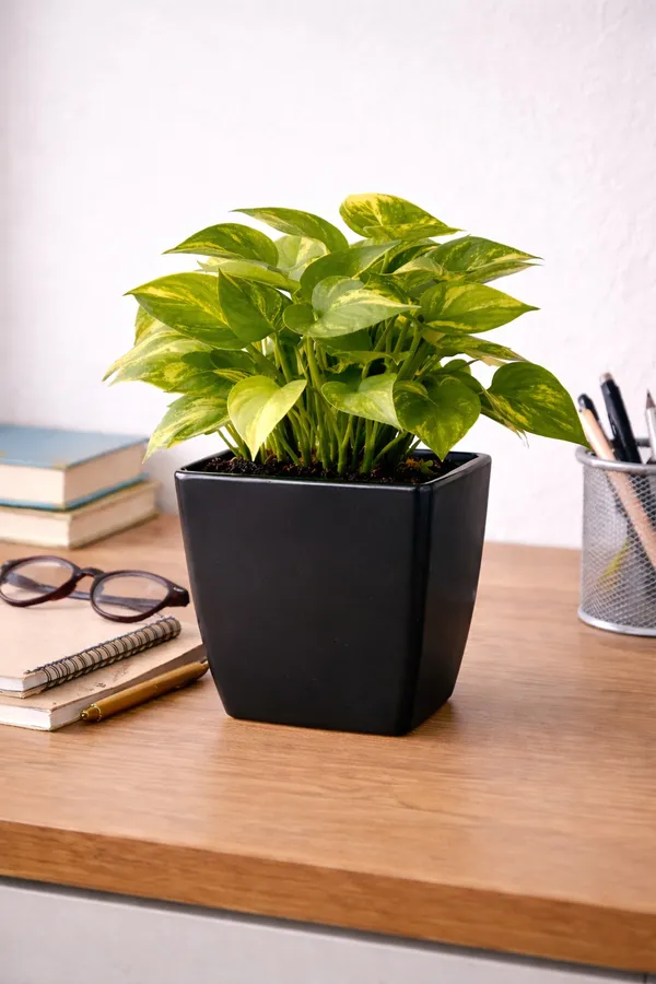 Money_Plant_With_Two_Layer_Lucky_Bamboo_With_Plastic_Pot