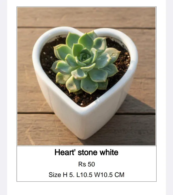 White_Ceramic_Decorative_Heart_Shape_Planter_With_Succulent