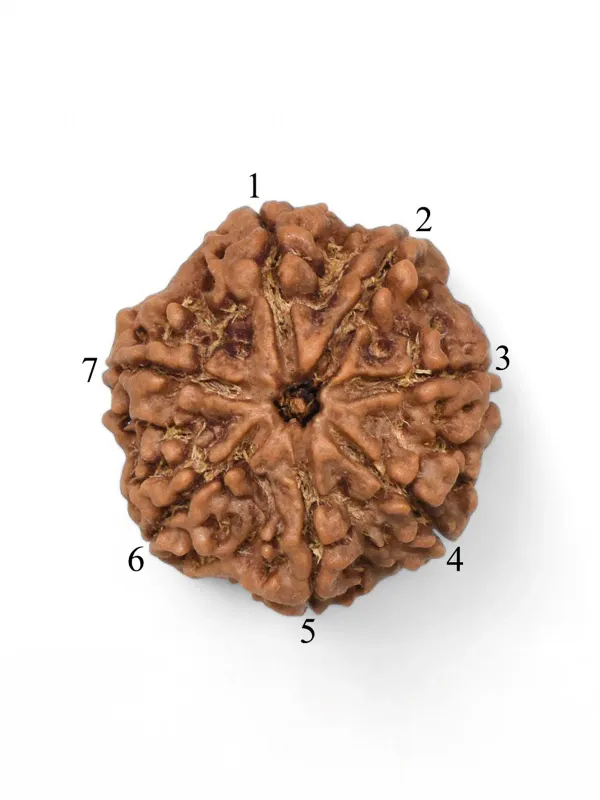 Brown_7_Mukhi_Faces_Original_Nepali_Rudraksh