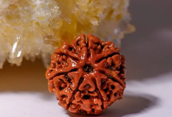 Brown_7_Mukhi_Faces_Original_Nepali_Rudraksh