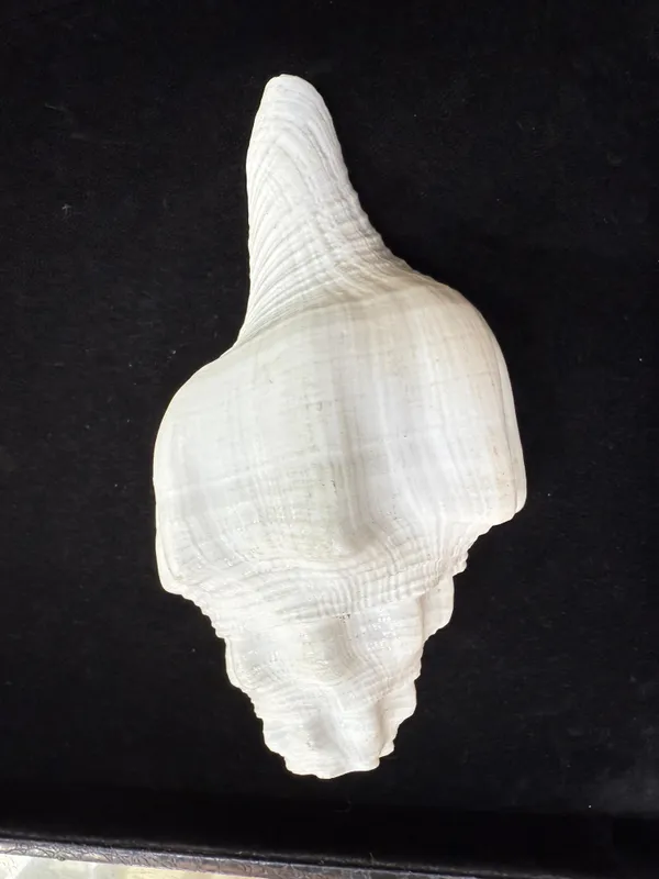 White_Laxmi_Shell_To_Attract_Positive_Energy