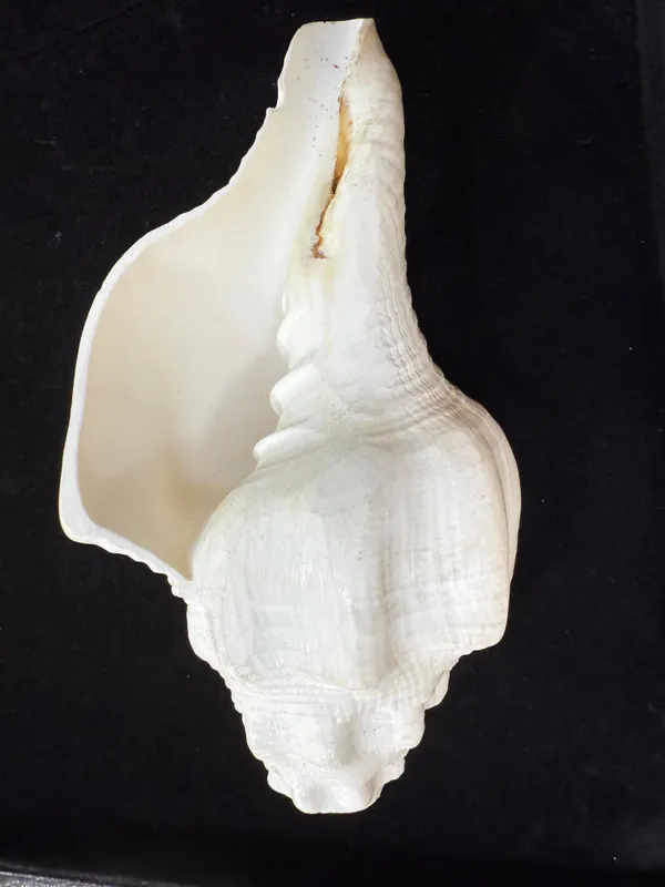 White_Laxmi_Shell_To_Attract_Positive_Energy