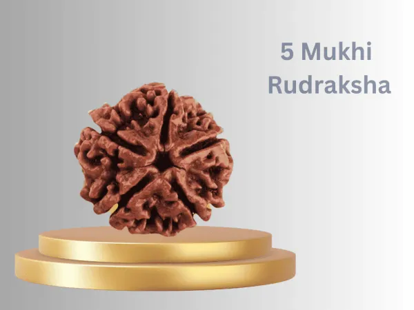 Brown_5_Faces_Original_Nepali_Rudraksha