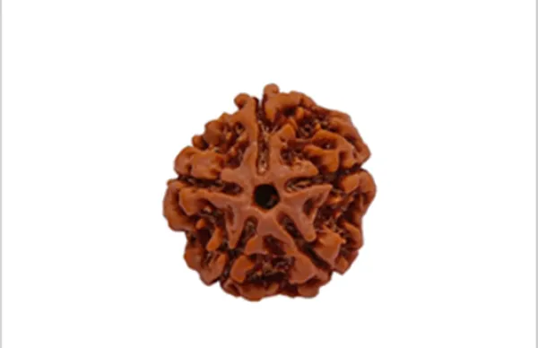 Brown_5_Faces_Original_Nepali_Rudraksha