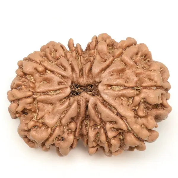 Brown_12_Faces_Original_Nepali_Rudraksha