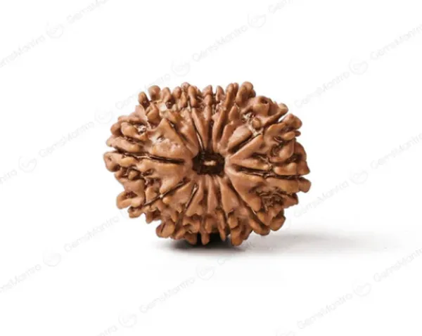 Brown_12_Faces_Original_Nepali_Rudraksha