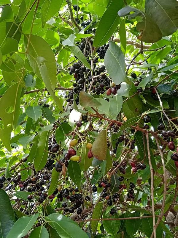 Kalo_jam_Fruit_Plant_–_Fast_Growing_Kala_Jam_Variety_for_Home_&_Outdoor_Garden