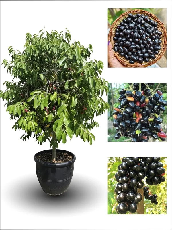 Kalo_jam_Fruit_Plant_–_Fast_Growing_Kala_Jam_Variety_for_Home_&_Outdoor_Garden