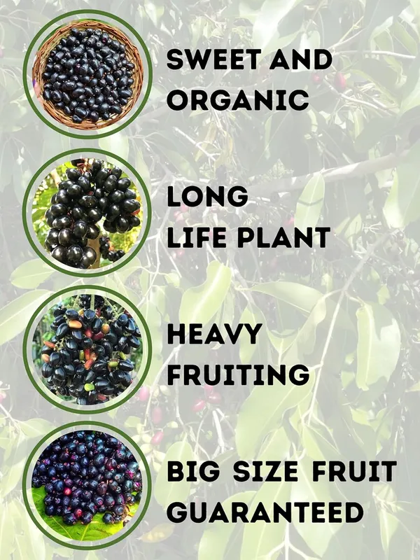 Kalo_jam_Fruit_Plant_–_Fast_Growing_Kala_Jam_Variety_for_Home_&_Outdoor_Garden