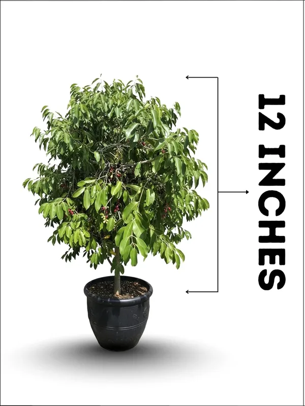 Kalo_jam_Fruit_Plant_–_Fast_Growing_Kala_Jam_Variety_for_Home_&_Outdoor_Garden