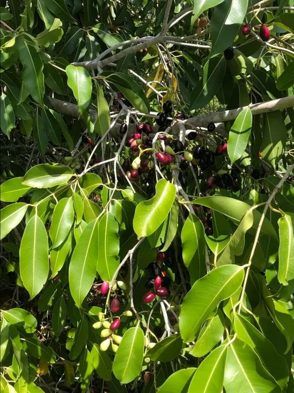Kalo_jam_Fruit_Plant_–_Fast_Growing_Kala_Jam_Variety_for_Home_&_Outdoor_Garden