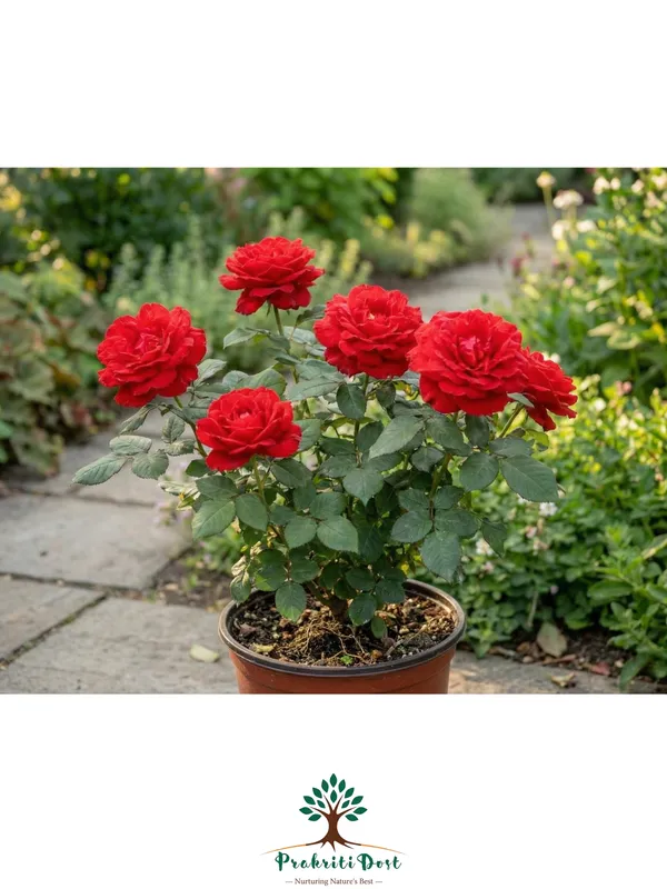 Elegant_Double_Red_Dutch_Rose_for_Home_Gardening_–_PrakritiDost