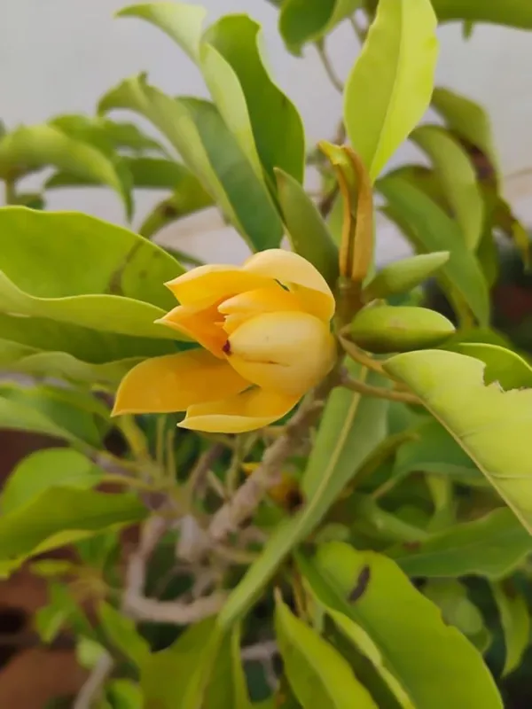 Golden_Champa__Flower_Plant_–_Fragrant_Yellow_Blooming_Ornamental_Plant_for_Home_&_Outdoor_Garden