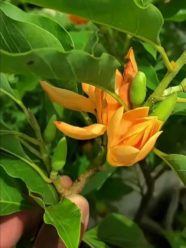 Golden_Champa__Flower_Plant_–_Fragrant_Yellow_Blooming_Ornamental_Plant_for_Home_&_Outdoor_Garden