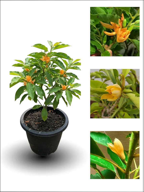 Golden_Champa__Flower_Plant_–_Fragrant_Yellow_Blooming_Ornamental_Plant_for_Home_&_Outdoor_Garden
