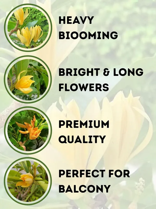 Golden_Champa__Flower_Plant_–_Fragrant_Yellow_Blooming_Ornamental_Plant_for_Home_&_Outdoor_Garden