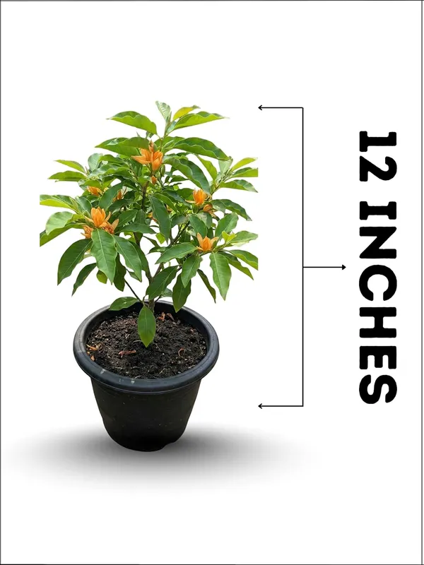 Golden_Champa__Flower_Plant_–_Fragrant_Yellow_Blooming_Ornamental_Plant_for_Home_&_Outdoor_Garden