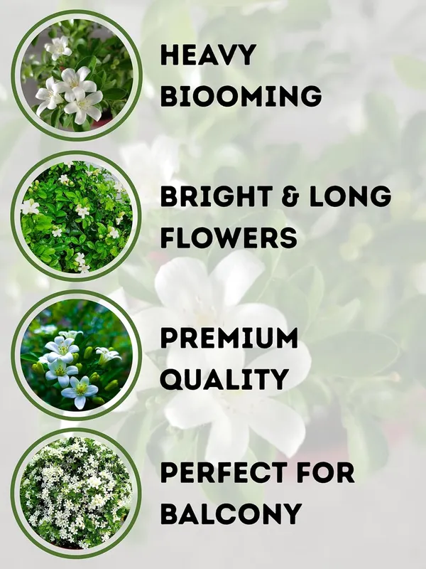 Kamani_Flower_Plant_–_Fragrant_White_Blooming_Ornamental_Plant_for_Home_&_Outdoor_Garden