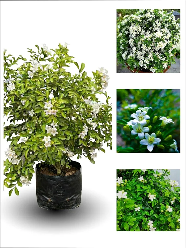 Kamani_Flower_Plant_–_Fragrant_White_Blooming_Ornamental_Plant_for_Home_&_Outdoor_Garden