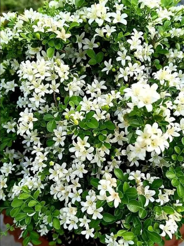 Kamani_Flower_Plant_–_Fragrant_White_Blooming_Ornamental_Plant_for_Home_&_Outdoor_Garden