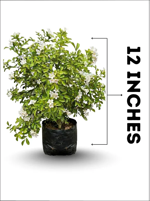 Kamani_Flower_Plant_–_Fragrant_White_Blooming_Ornamental_Plant_for_Home_&_Outdoor_Garden