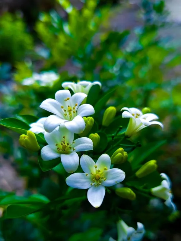 Kamani_Flower_Plant_–_Fragrant_White_Blooming_Ornamental_Plant_for_Home_&_Outdoor_Garden
