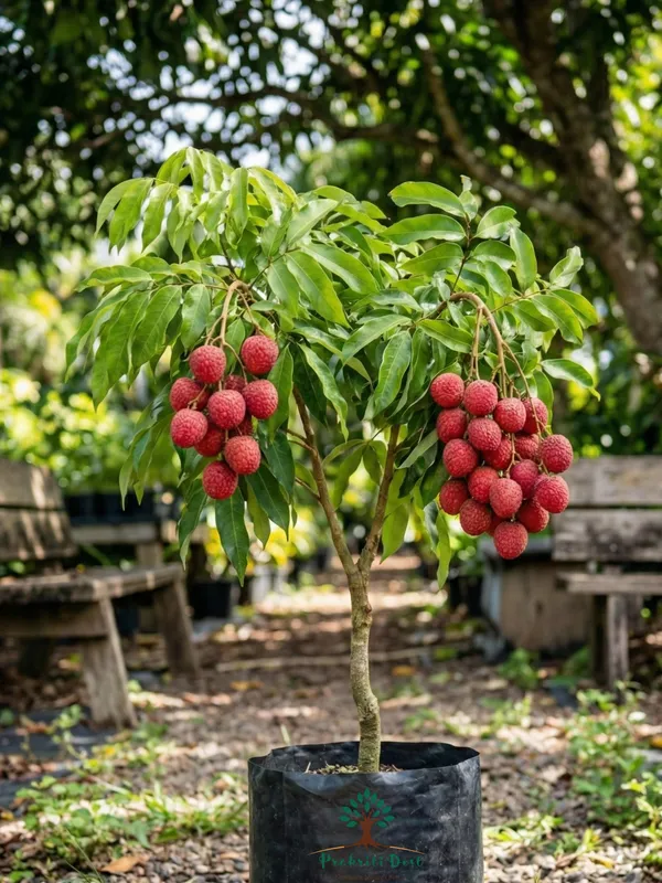 Select_Red_Giant_Grafted_Litchi_Fruit_Plant_for_Home_Gardening_–_PrakritiDost
