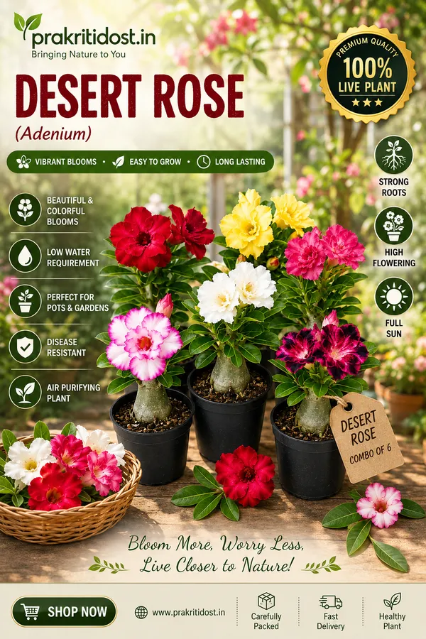 Adenium_Flower__Plant__Multiple_colour_Combo__by_PrakritiDost