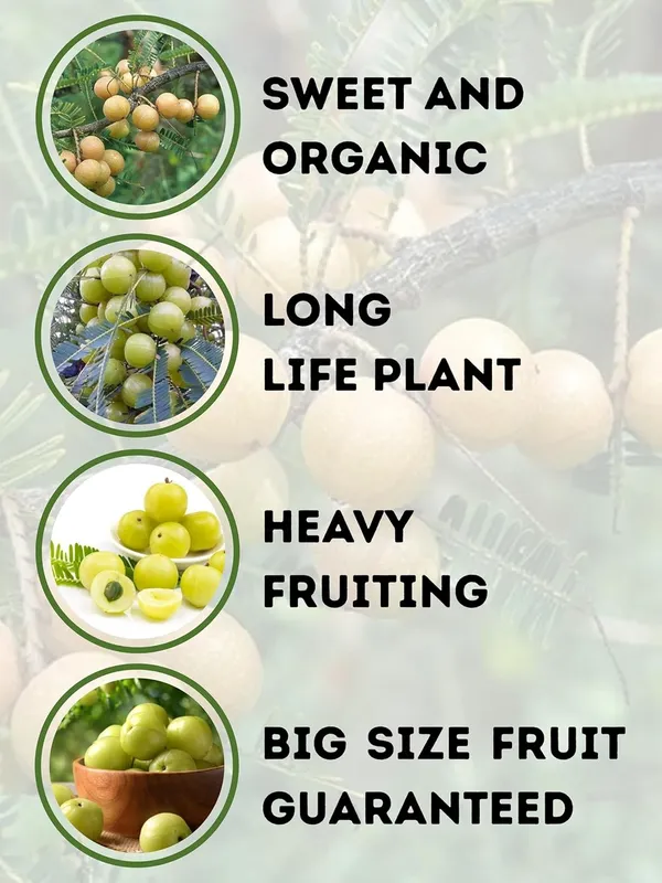 Amla_Plant_Live_Fruit_Plant_-_Fast_Growing,_Long_Life_Outdoor_Variety_for_Home_and_Farm_Garden