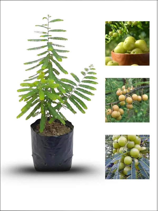 Amla_Plant_Live_Fruit_Plant_-_Fast_Growing,_Long_Life_Outdoor_Variety_for_Home_and_Farm_Garden