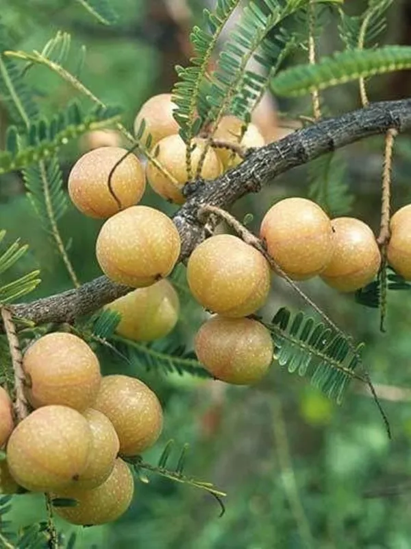 Amla_Plant_Live_Fruit_Plant_-_Fast_Growing,_Long_Life_Outdoor_Variety_for_Home_and_Farm_Garden