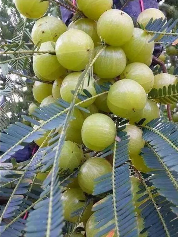 Amla_Plant_Live_Fruit_Plant_-_Fast_Growing,_Long_Life_Outdoor_Variety_for_Home_and_Farm_Garden