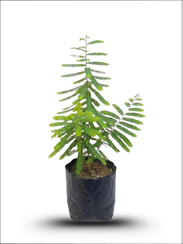 Amla_Plant_Live_Fruit_Plant_-_Fast_Growing,_Long_Life_Outdoor_Variety_for_Home_and_Farm_Garden