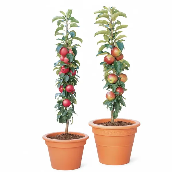 Apple_Plant_Fruit_Plant_-_Fast_Growing,_Long_Life_Outdoor_Variety_for_Home_and_Farm_Garden