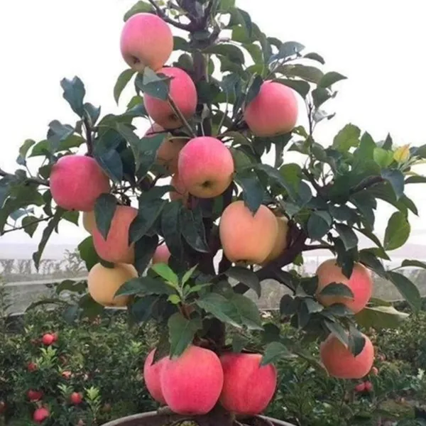 Apple_Plant_Fruit_Plant_-_Fast_Growing,_Long_Life_Outdoor_Variety_for_Home_and_Farm_Garden