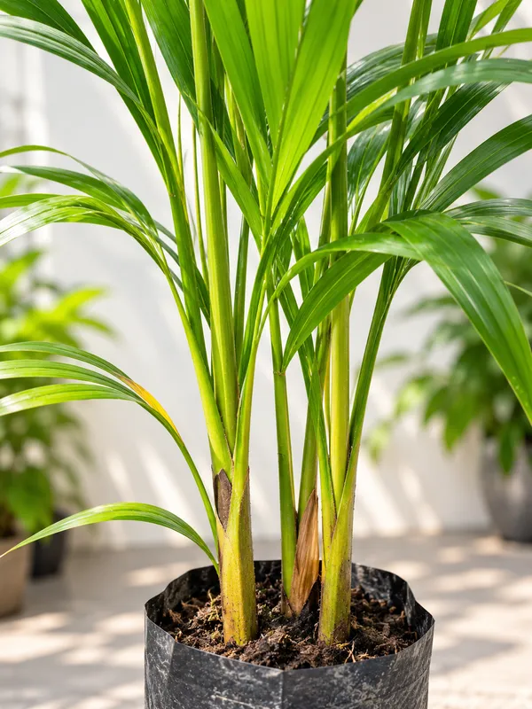 Areca_Palm_Plant_|_Golden_Cane_Palm_Indoor_&_Outdoor_Air_Purifying_Plant_|_PrakritiDost