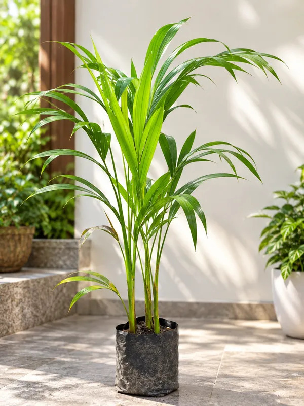 Areca_Palm_Plant_|_Golden_Cane_Palm_Indoor_&_Outdoor_Air_Purifying_Plant_|_PrakritiDost
