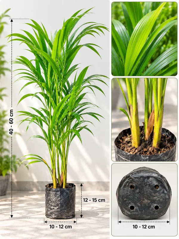 Areca_Palm_Plant_|_Golden_Cane_Palm_Indoor_&_Outdoor_Air_Purifying_Plant_|_PrakritiDost